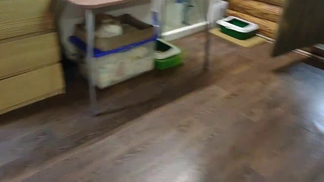 Арья и Санса. Вот какие мы умненькие!🤗☺️