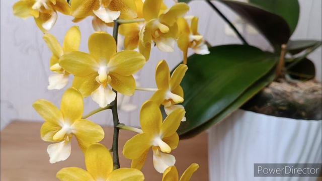 Орхидея Жёлтый Шоколад, домашнее цветение🌺