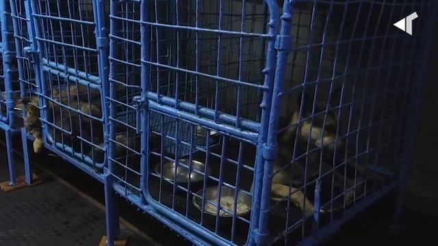 0611 ИДЕАЛЬНЫЙ ПРИЮТ ДЛЯ НОРИЛЬСКА