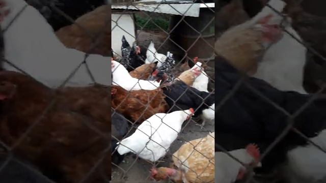 Куры и заячья капуста