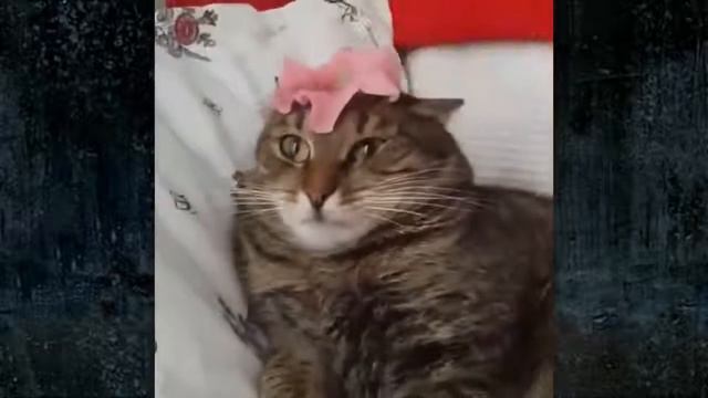 ЖЕСТКОЕ СМЕШНОЕ