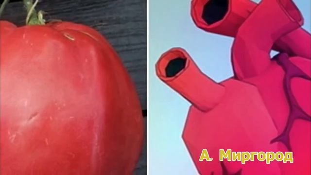 Тайны природы - почему грецкий орех похож на мозг а фасоль на почки ?