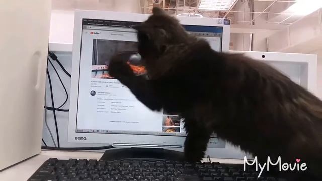 Кот Ларисон готовит плов