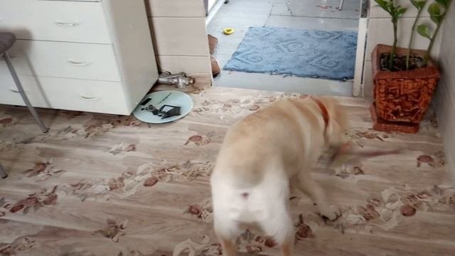 Лабрадору 4 месяца