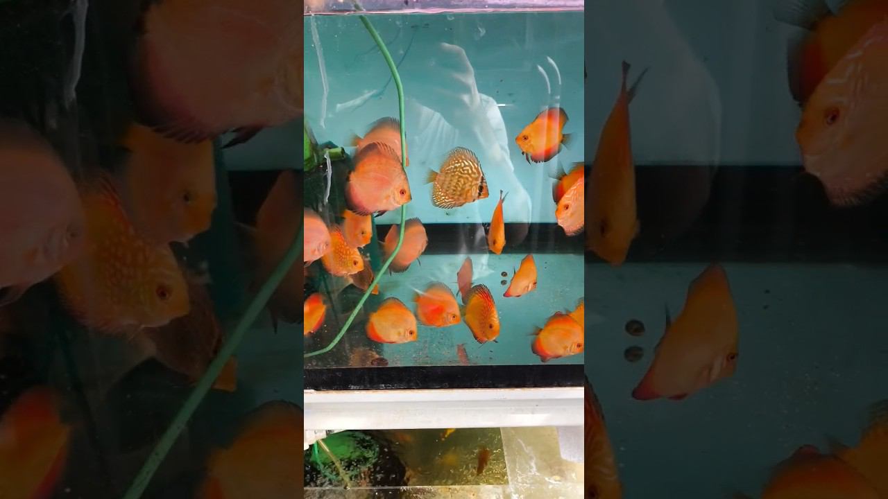 Кормление дискусов сушкой Tetra discus