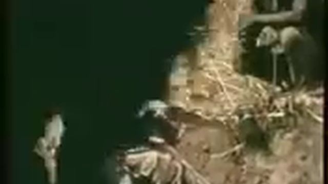 африканский питон ххх
