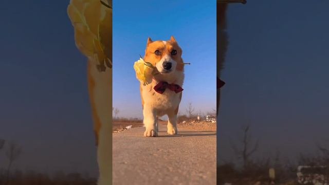shorts Дамский угодник