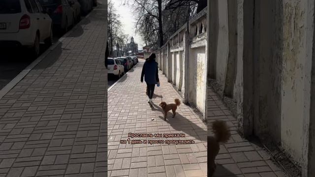 Собаки-путешественники | Один день в Ярославле #ярославль #золотоекольцо