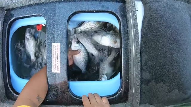 CRAPPIE FISHING with GULP MINNOW ALIVE