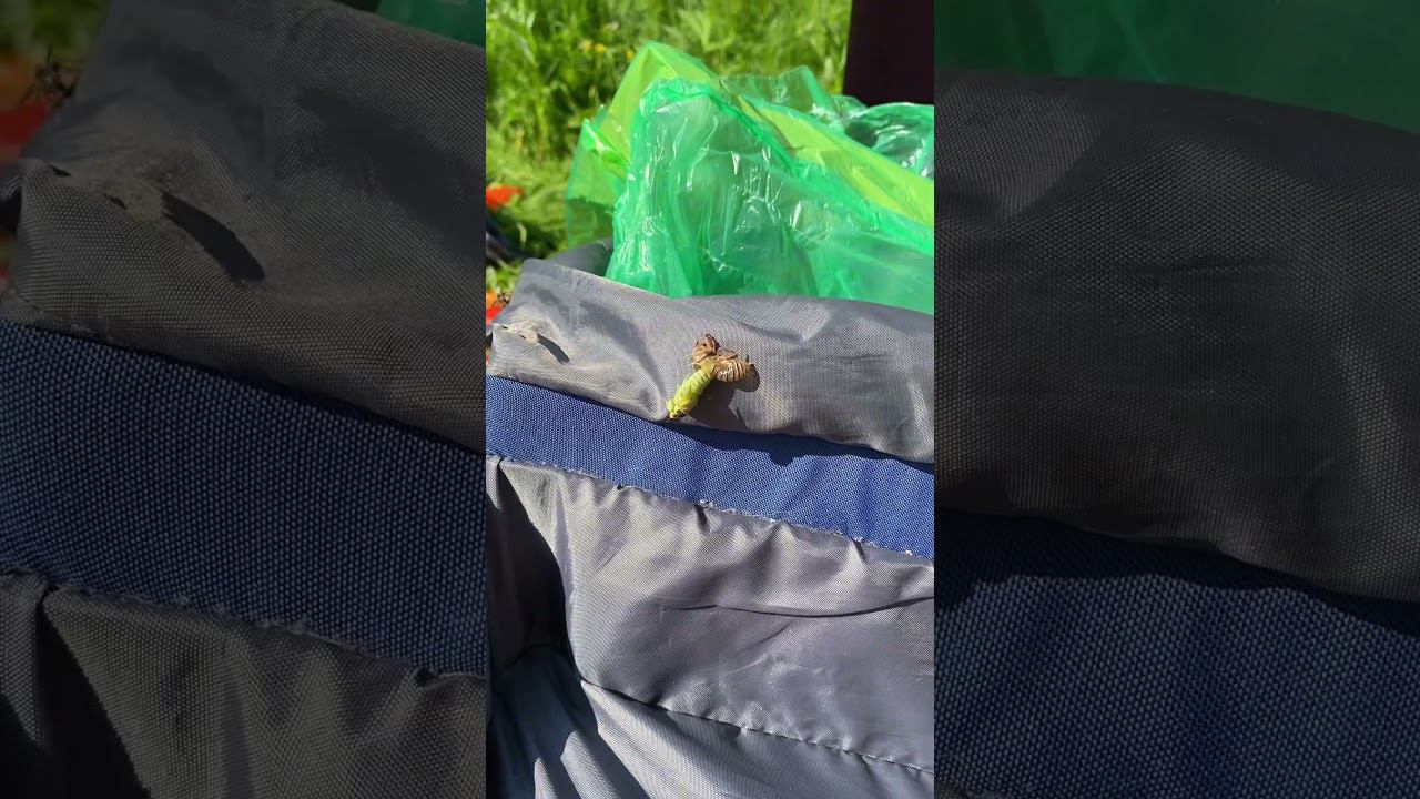 Смена старой шкуры на новую