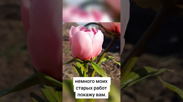 цветы из холодного фарфора