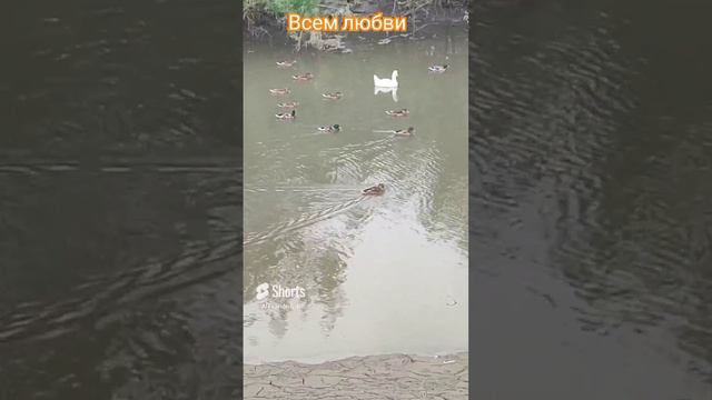 Милота