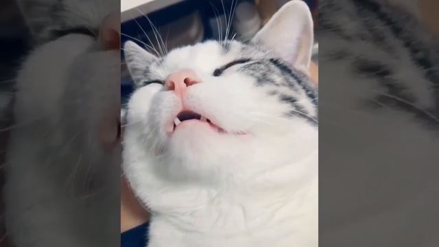 Кот разговаривает во сне