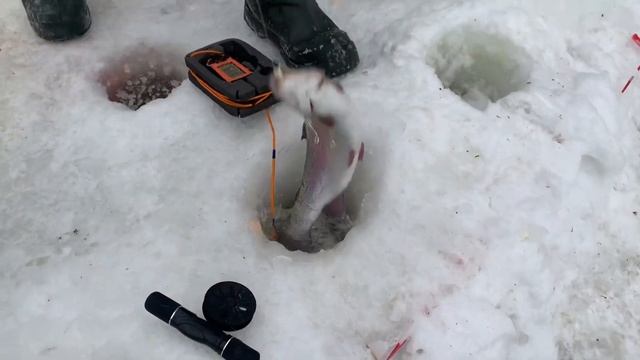 Рыбалка в Красногорске.BigCarp.Ловля форели.Рыбалка на платнике.Беседки,отдых,рыбалка,досуг