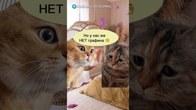 Игра престолов #мыкотики #вмем #разговор #анекдот #шутки #кот #юмор #смешное #прикольно #мемы #cat