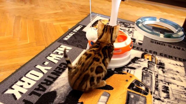Бенгальксий котенок играет. Бенгальский кот