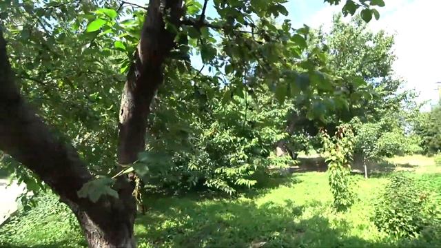 Грузоперевозки Кубани (перевозим клубнику)