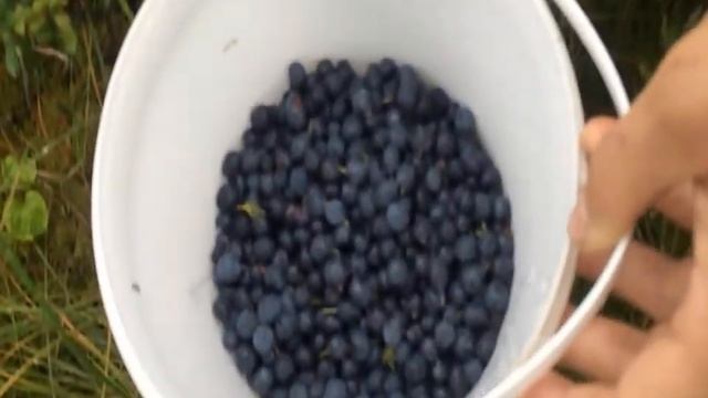 Собираем ягоду голубику
