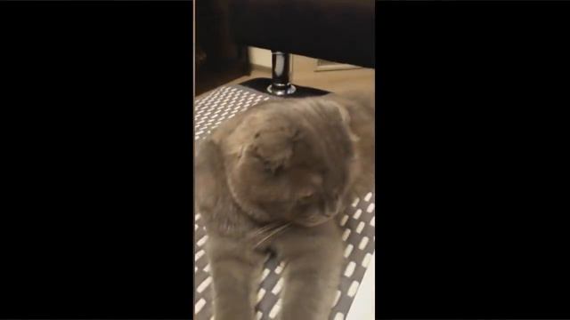 Кота ругают. Реакция кота. 2017