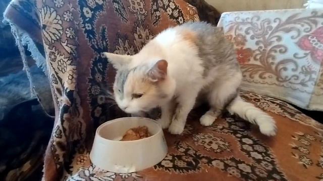 Кошечка ест только мягкий корм