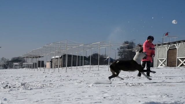 Золотые пляжи Феодосии (Крым зимой)