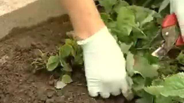 Уход за клубникой