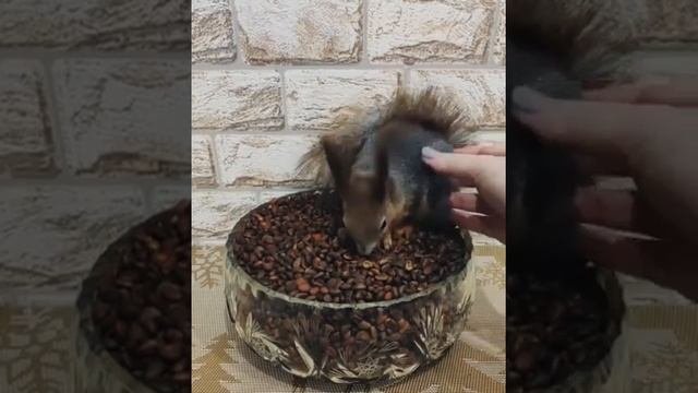 Семья из Мурманска спасла маленького бельчонка от гибели