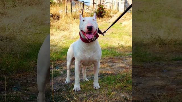 Beautiful Snap Bull Terrier 🐾💕