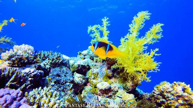 AQUARIUM 4K VIDEO (ULTRA HD) ? BEAUTIFUL CORAL REEF AQUARIUM COLLECTION - BEST RELAX MUSIC