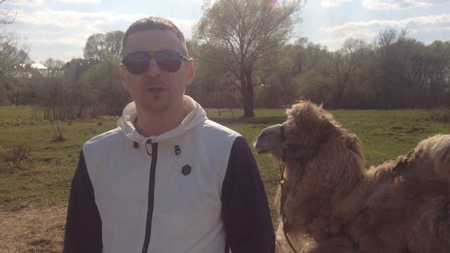 в мире животных