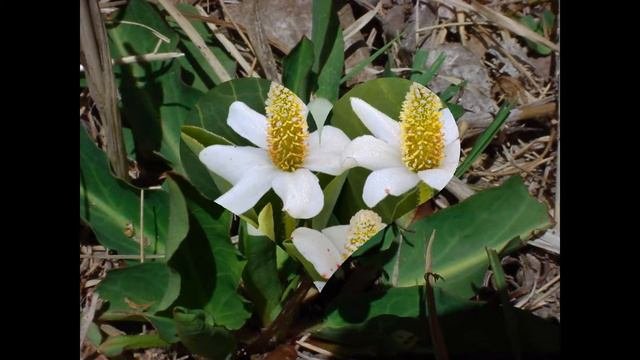 АНЕМОПСИС  /ANEMOPSIS( растения/plants)( HD Slide Show)!