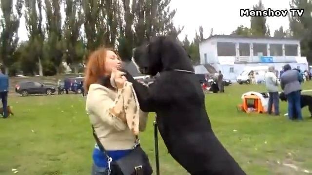 Выставка собак. часть1. Херсон 22.09.2013