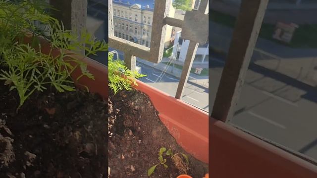 Огородик нужен всем