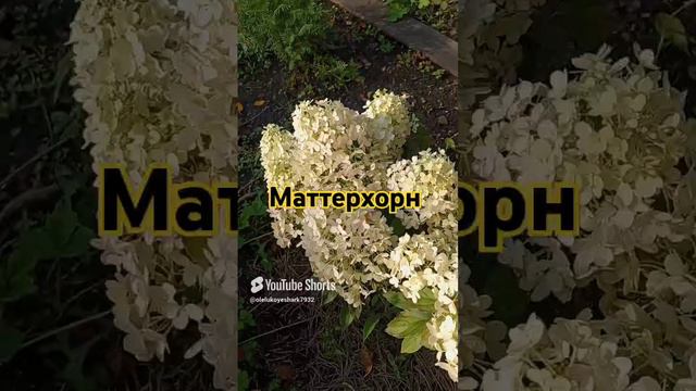 Маттерхорн гортензия метельчатая низкорослая