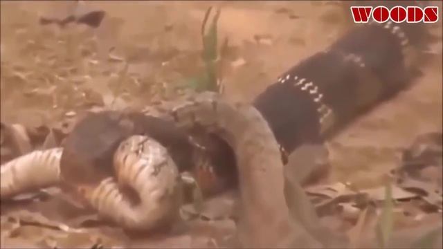 Giant Anaconda Vs King Cobra  WOODS