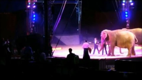 Собратья выбросили слона с арены цирка.