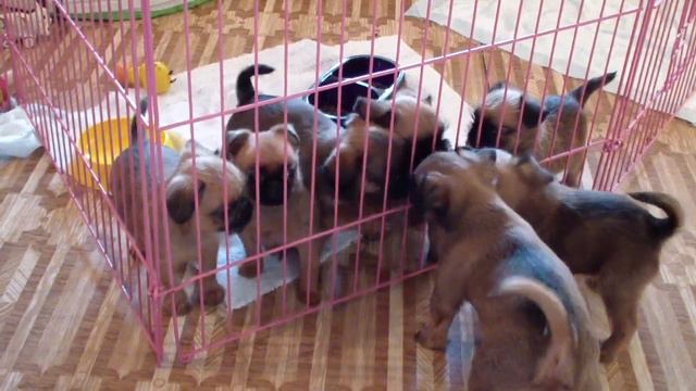 brussels griffon, petit brabancons щенки 10.09.12 щенки все вместе
