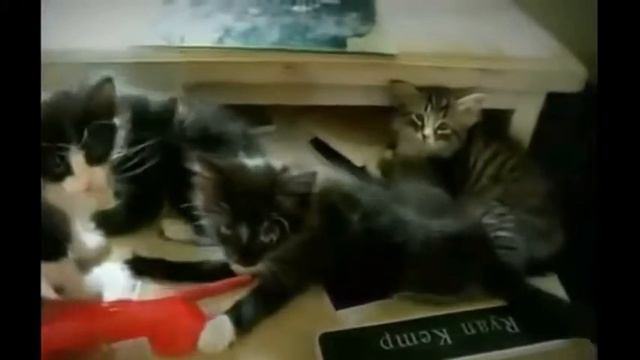 Приколы про котов!Пушистые комочки!Миленькое видео,Супер забавно!