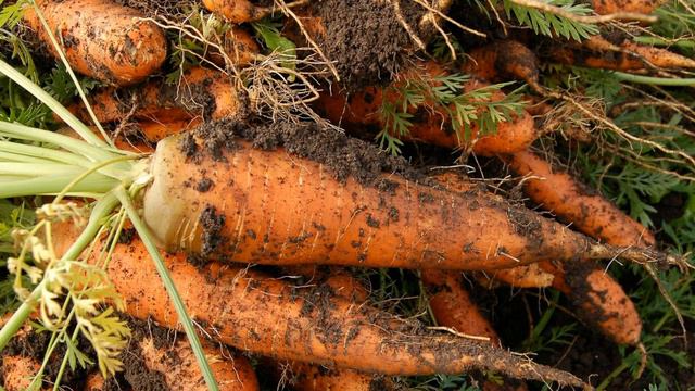 А ВЫ вовремя копаете морковь