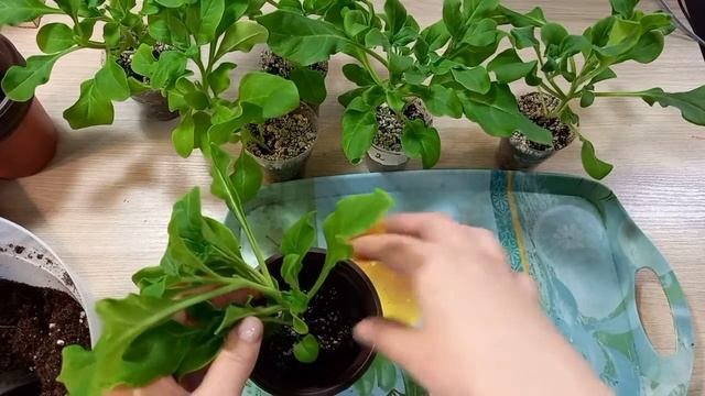 Пересадка петунии в больший объем горшка