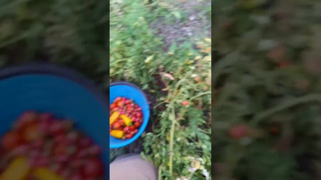 Результат посадки "Снмена Алтая"