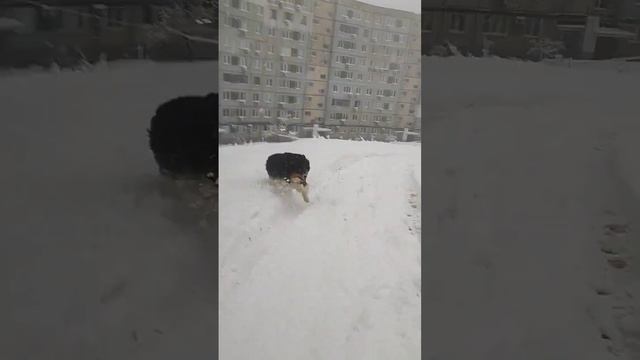 весёлое утро в середине марта | аусси на прогулке | собака гуляет #aussie#аусси#австралийскаяовчарк