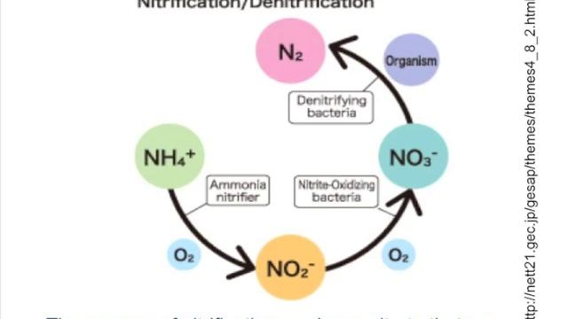 Management to Reduce N2O Emissions in Organic Vegetable Production Systems Webinar