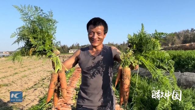 China From Above | Carrots harvest season in Fujian, China