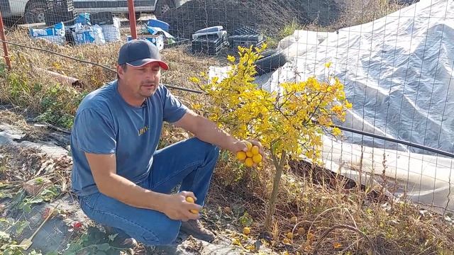 Citrus trifoliata Poncirus trifoliata sau Lamaiul rezistent la ger ce poate fi cultivat in gradina