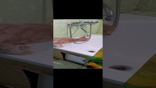 наши питомцы