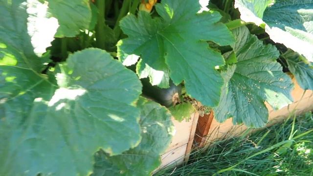 DAY IN MY LIFE | whats in my garden & bake with me