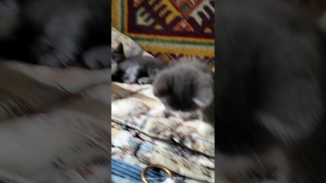 два кота и кошечка