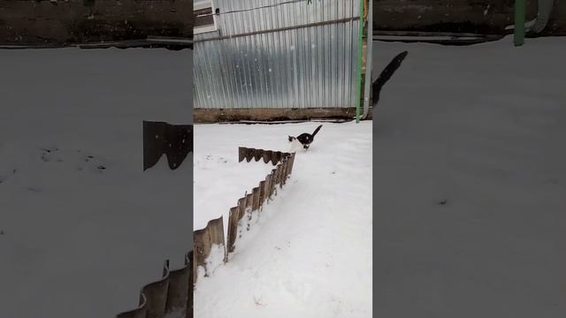 опять выпал снег