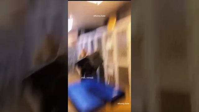 Смешные моменты #4 #shorts